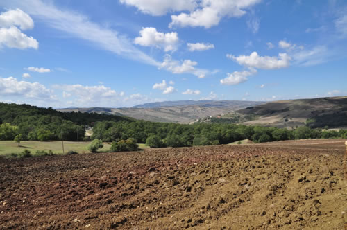 Coltivazione del grano duro Terra Antica