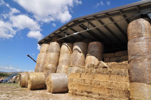 Azienda Agricola Canio Ricciuti