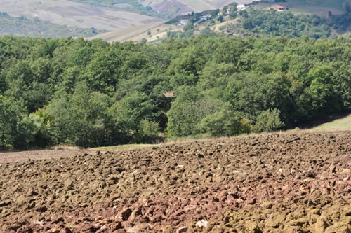 Coltivazione del grano duro Terra Antica