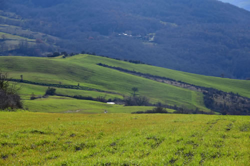 Coltivazione del grano duro Terra Antica