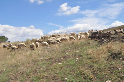 Azienda Agricola Canio Ricciuti