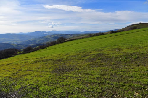 Coltivazione del grano duro Terra Antica