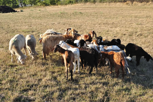 Azienda Agricola Canio Ricciuti