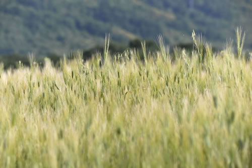 Coltivazione del grano duro Terra Antica