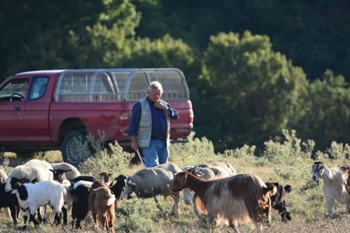 Azienda Agricola Canio Ricciuti