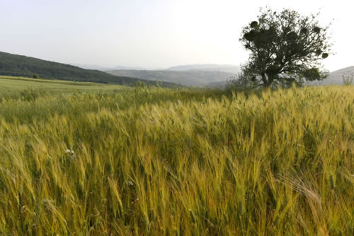 Coltivazione del grano duro Terra Antica