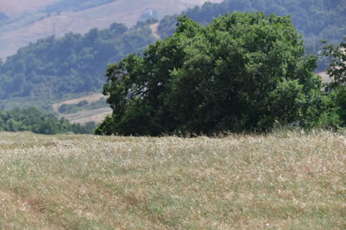 Coltivazione del grano duro Terra Antica