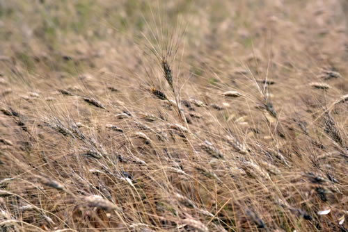 Coltivazione del grano duro Terra Antica