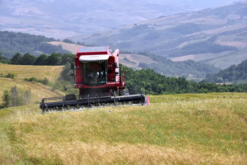 Coltivazione del grano duro Terra Antica